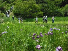 第27回里山ハイキング「蛍と花菖蒲見学ウォーク」Part1