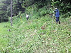 ７月２５日、金比羅山のふもとの草刈りを実施しました。